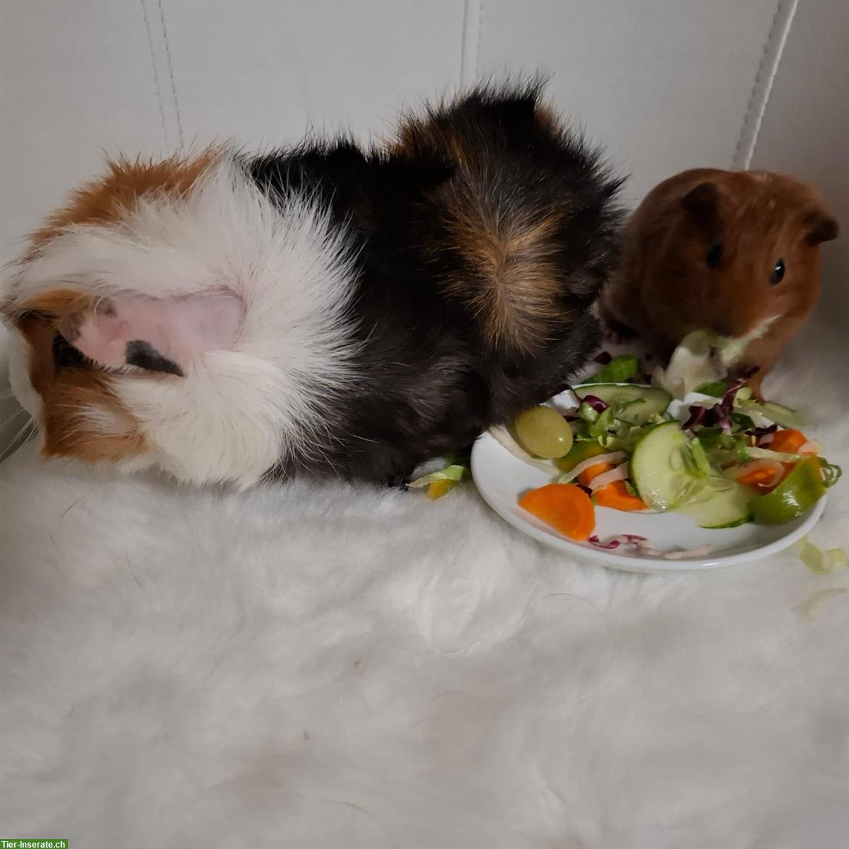 Bild 6: Meerschweinchen Papi mit 2 Söhne zu verkaufen
