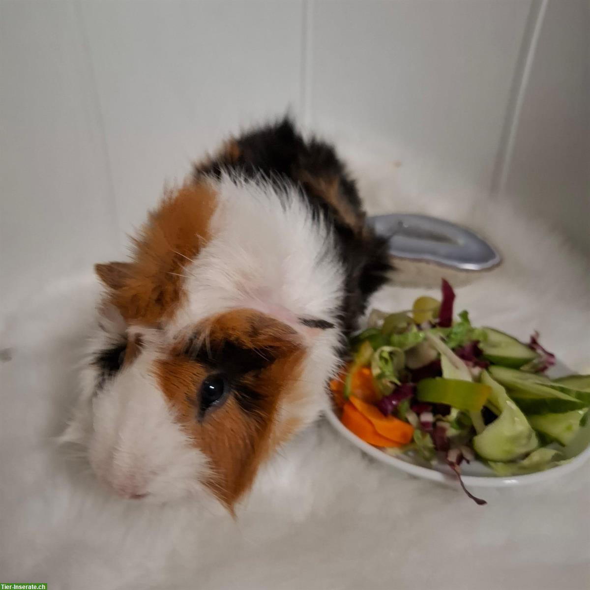 Bild 7: Meerschweinchen Papi mit 2 Söhne zu verkaufen