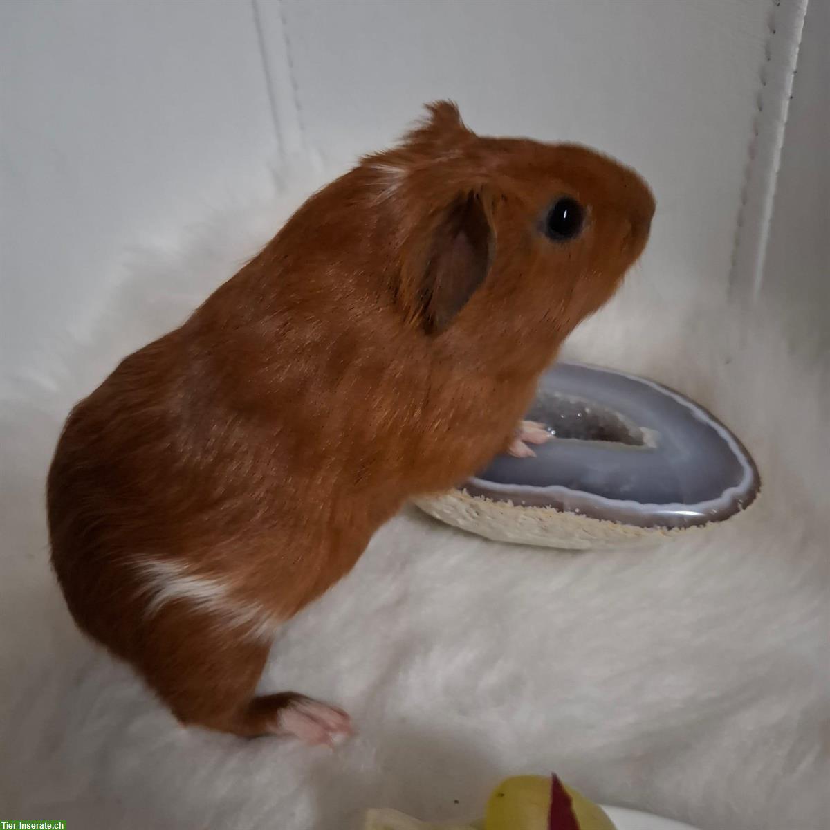 Bild 8: Meerschweinchen Papi mit 2 Söhne zu verkaufen