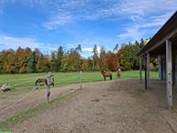 Offenstallplatz frei in Grüningen für Wallach