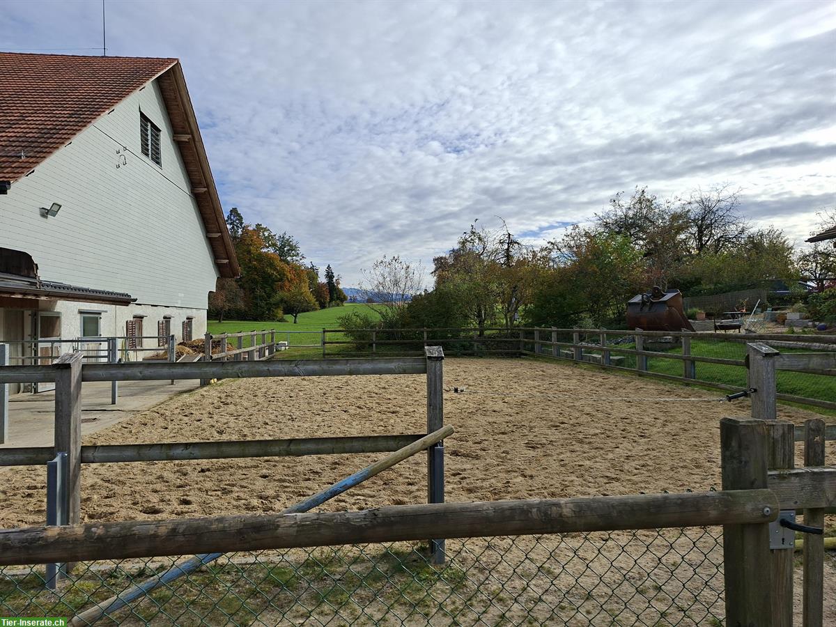 Bild 2: Offenstallplatz frei in Grüningen für Wallach