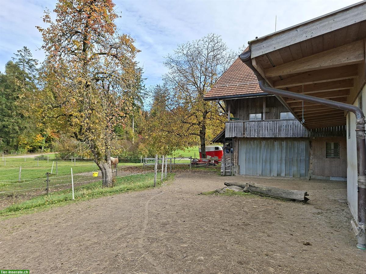 Bild 3: Offenstallplatz frei in Grüningen für Wallach