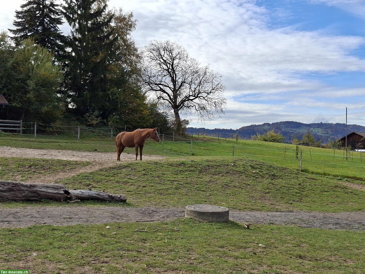Bild 4: Offenstallplatz frei in Grüningen für Wallach