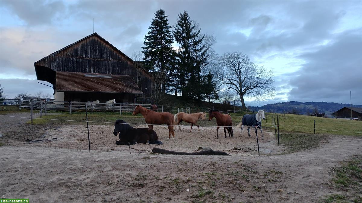 Bild 5: Offenstallplatz frei in Grüningen für Wallach
