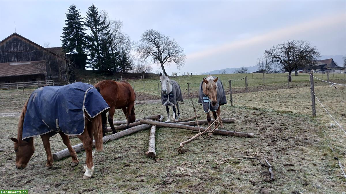 Bild 6: Offenstallplatz frei in Grüningen für Wallach