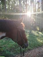Scheckstute für Horsemanship-erfahrene Person, Freizeitpferd