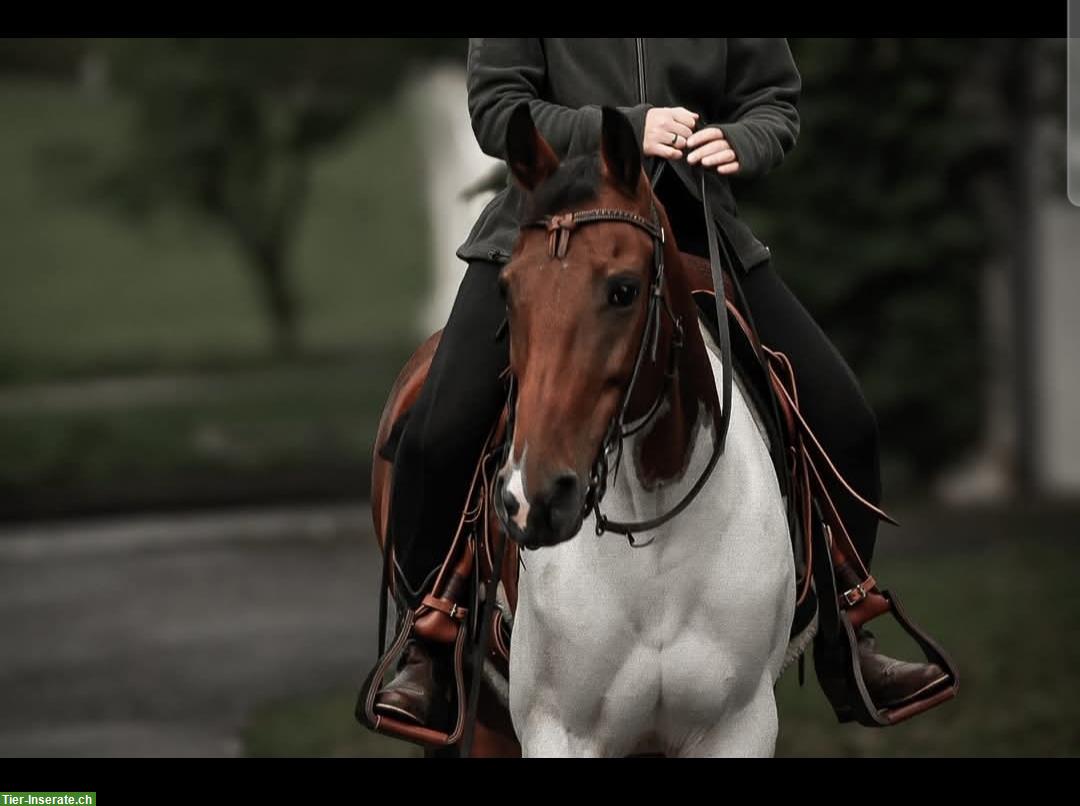 Bild 2: Scheckstute für Horsemanship-erfahrene Person, Freizeitpferd