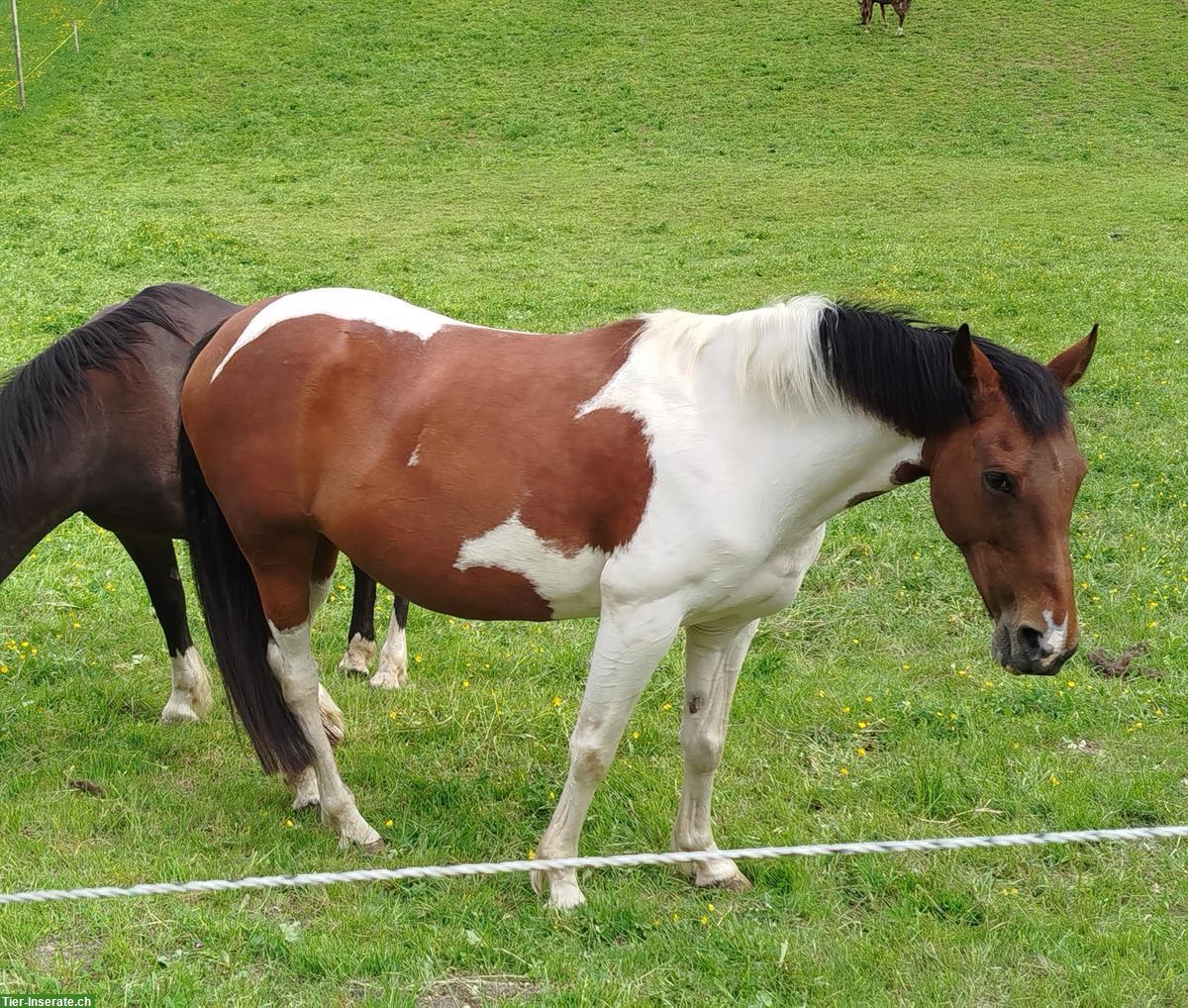 Bild 3: Scheckstute für Horsemanship-erfahrene Person, Freizeitpferd