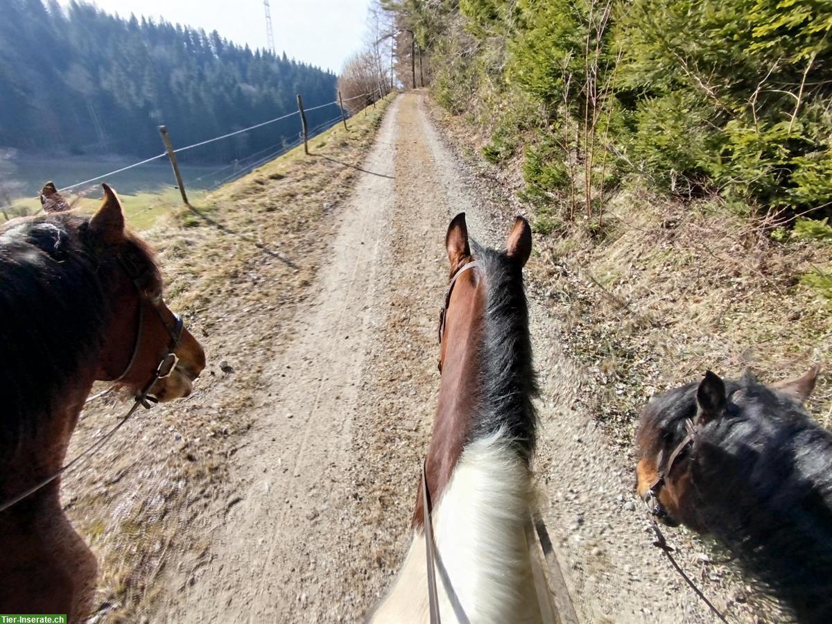Bild 4: Scheckstute für Horsemanship-erfahrene Person, Freizeitpferd