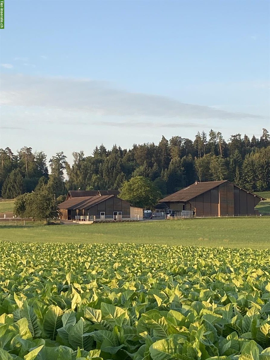 1 Pferdeboxe frei in Illnau, mit Ebbe-und-Flut-Sandplatz