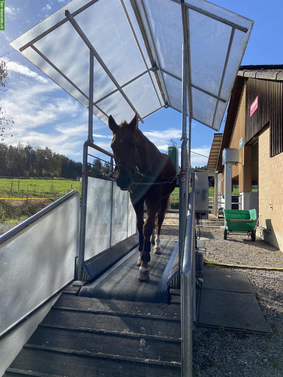 Bild 7: 1 Pferdeboxe frei in Illnau, mit Ebbe-und-Flut-Sandplatz