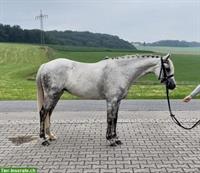 Welsh-B Ponystute, 12-jährig, sehr kinderlieb