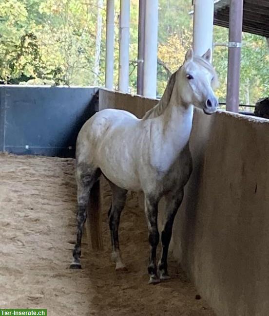 Bild 2: Welsh-B Ponystute, 12-jährig, sehr kinderlieb