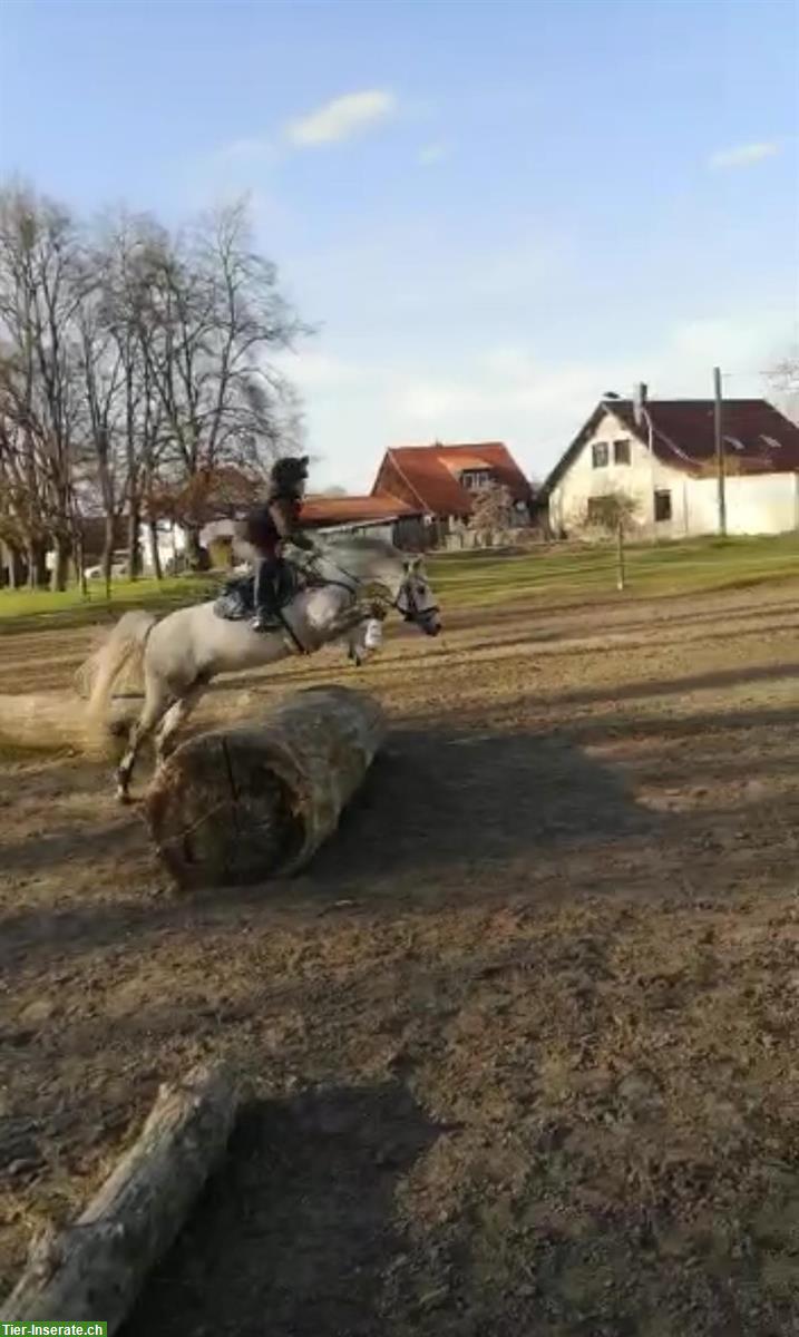 Bild 3: Welsh-B Ponystute, 12-jährig, sehr kinderlieb