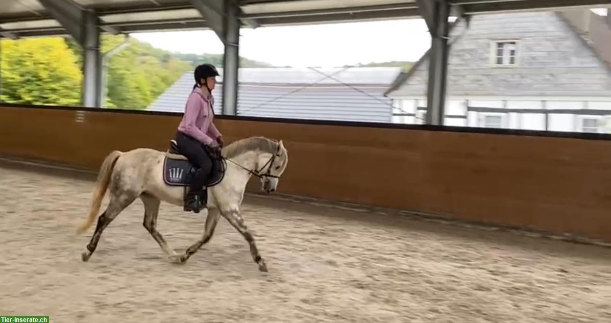 Bild 4: Welsh-B Ponystute, 12-jährig, sehr kinderlieb