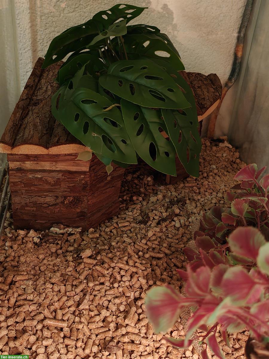 Bild 3: GRATIS: Kornnatter handzahm mit Terrarium Komplettset