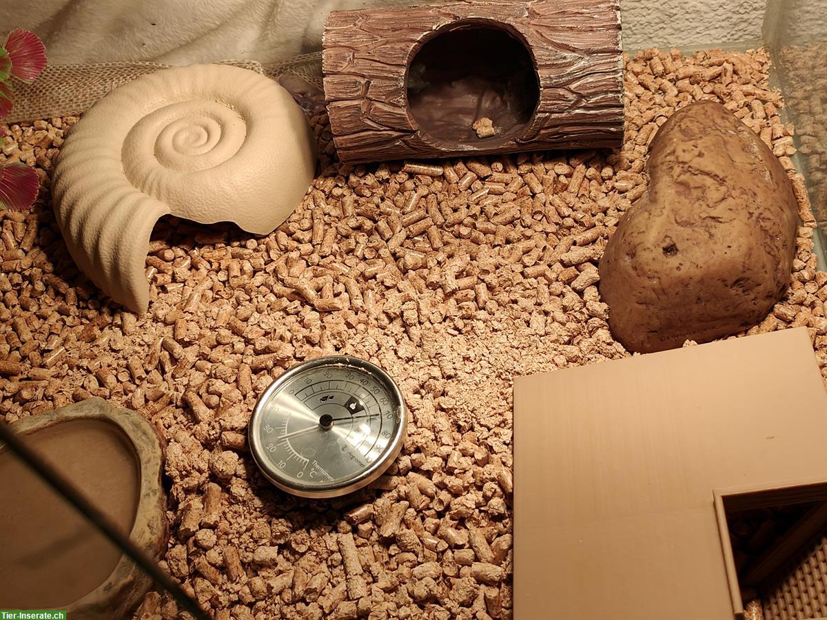 Bild 4: GRATIS: Kornnatter handzahm mit Terrarium Komplettset