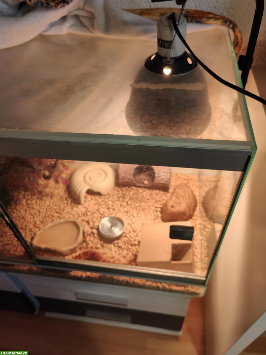 Bild 5: GRATIS: Kornnatter handzahm mit Terrarium Komplettset