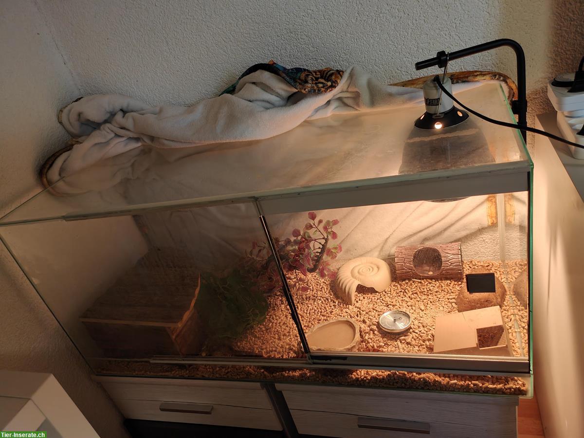 Bild 6: GRATIS: Kornnatter handzahm mit Terrarium Komplettset