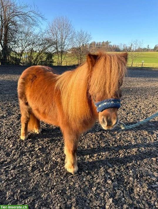 Mini-Shetty Kinderpony zu verkaufen