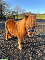 Mini-Shetty Kinderpony zu verkaufen