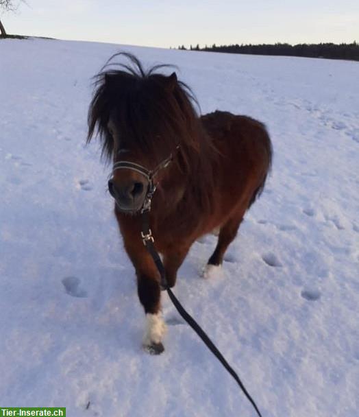 Shetty-Hengst 16 Jahre, kinderfreundlich, Beistellpferd
