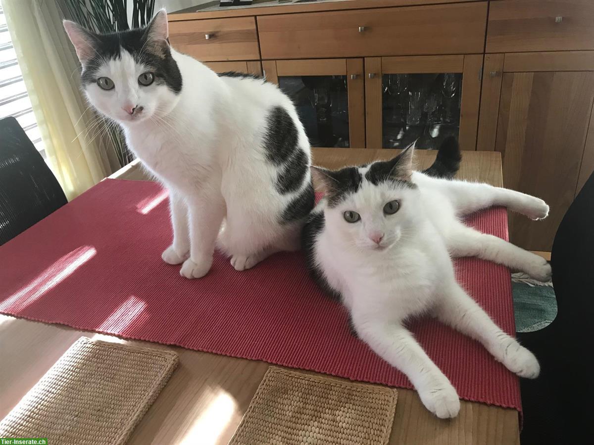 Ältere Katzen suchen ruhiges & kinderloses Freigang-Zuhause