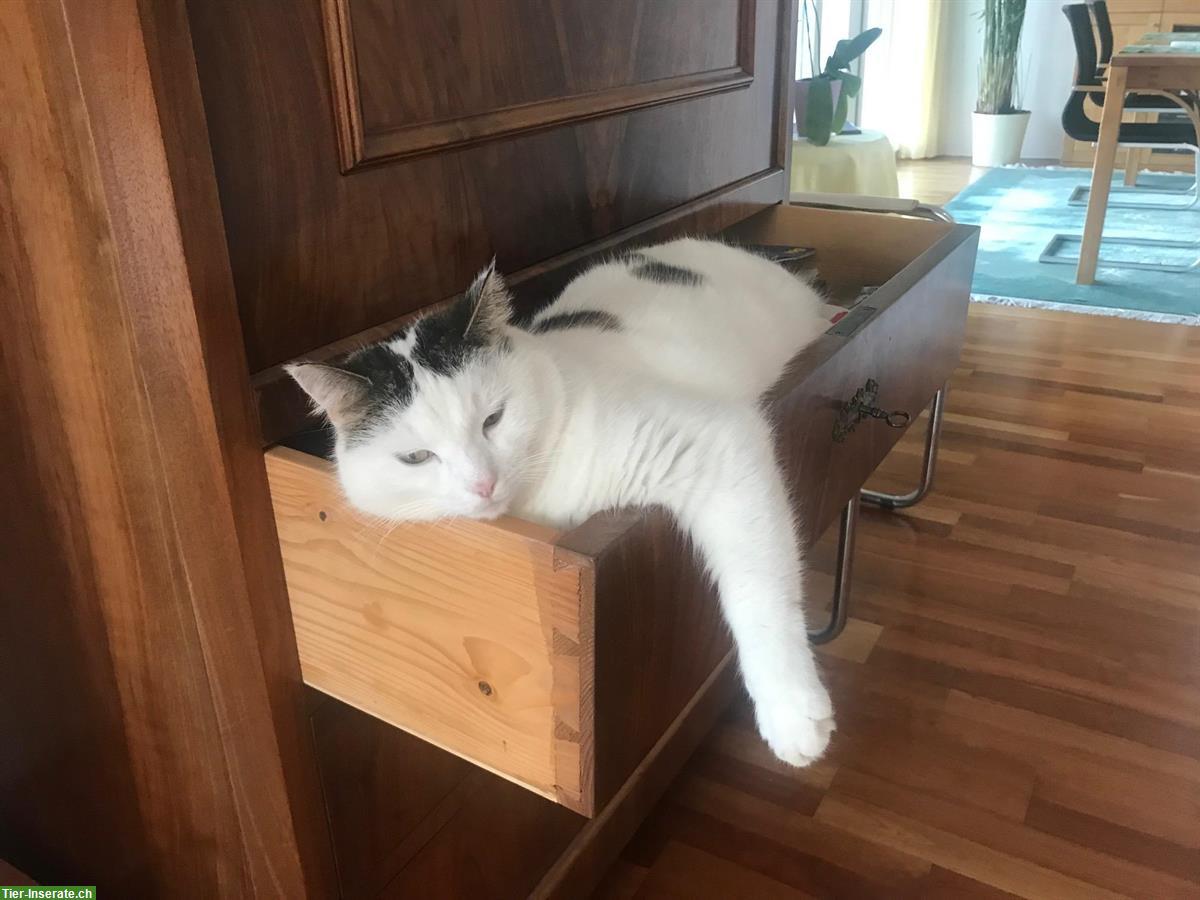 Bild 2: Ältere Katzen suchen ruhiges & kinderloses Freigang-Zuhause