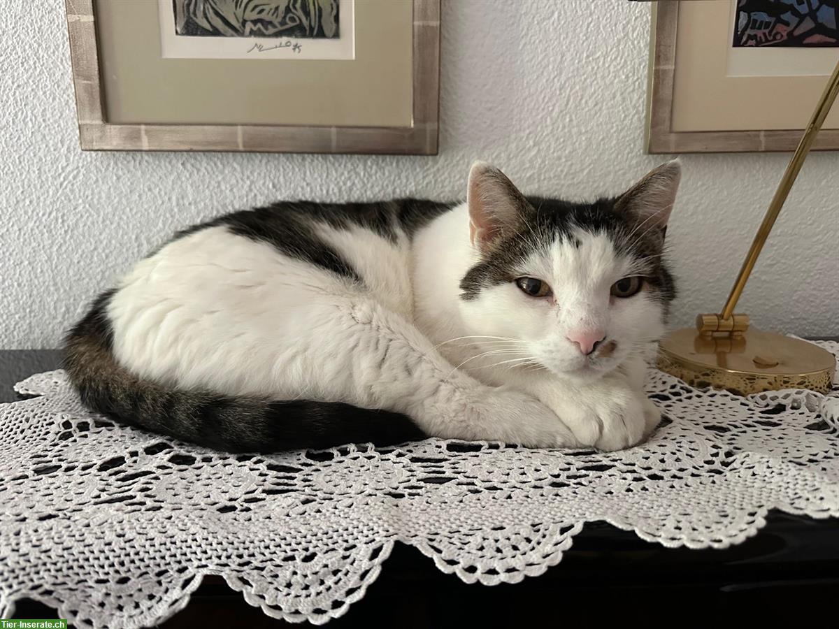 Bild 3: Ältere Katzen suchen ruhiges & kinderloses Freigang-Zuhause