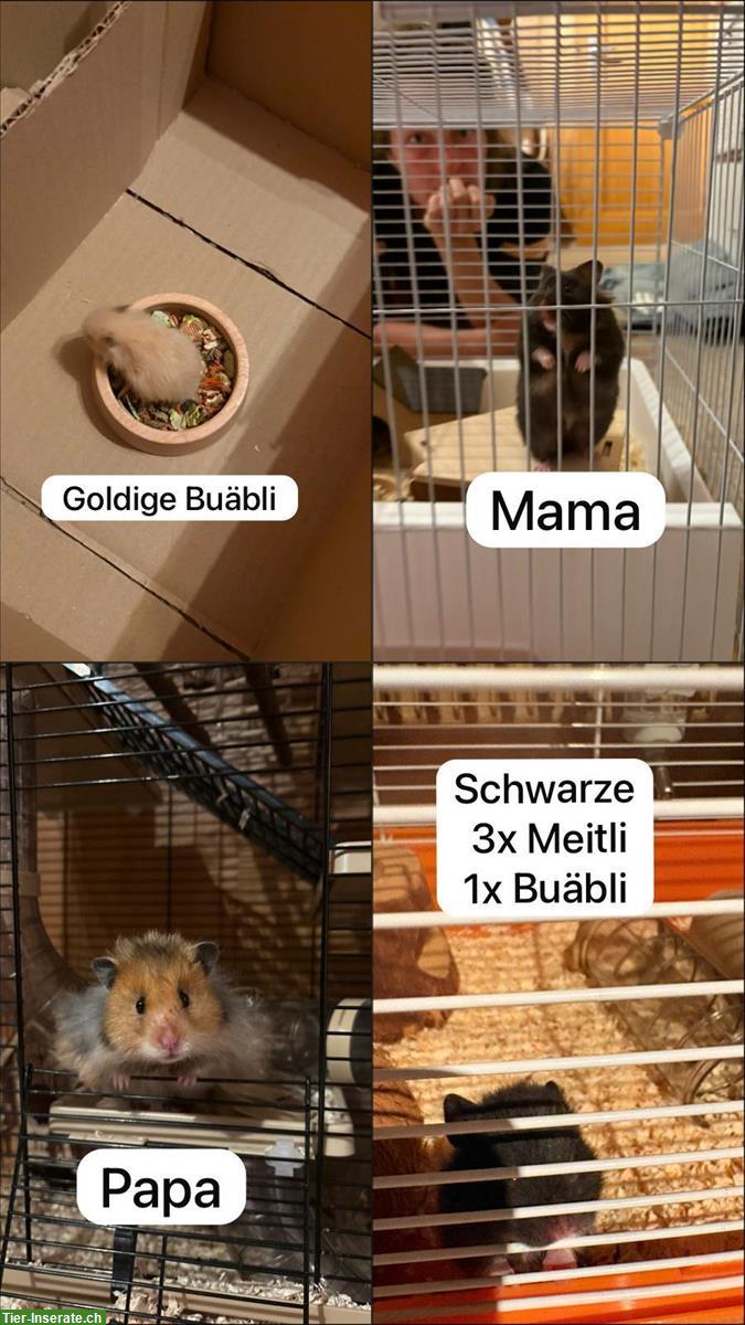 Syrische Goldhamster gratis abzugeben