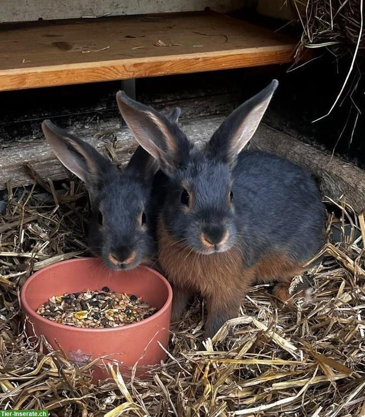 Blau-Loh-Kaninchen, handzahm, aus liebevoller Zucht