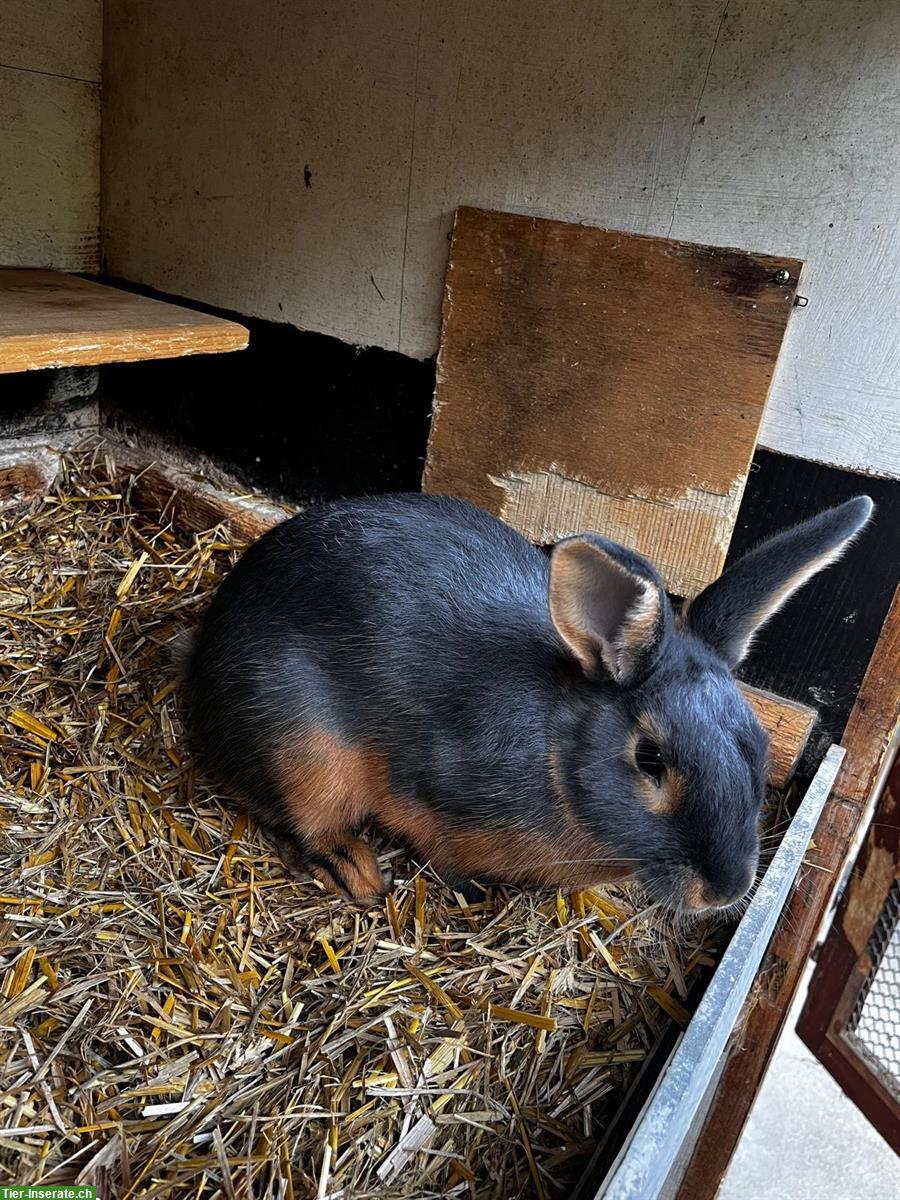 Bild 2: Blau-Loh-Kaninchen, handzahm, aus liebevoller Zucht