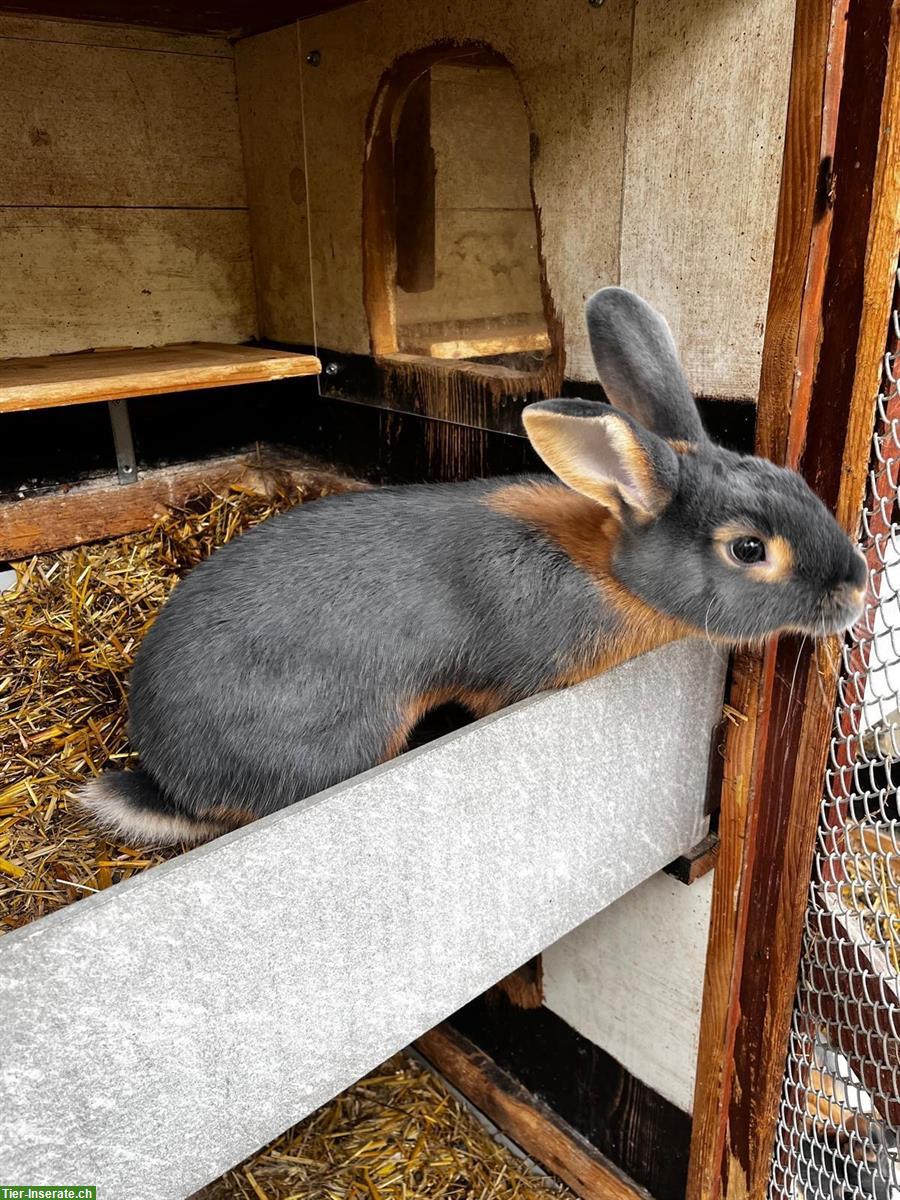 Bild 3: Blau-Loh-Kaninchen, handzahm, aus liebevoller Zucht