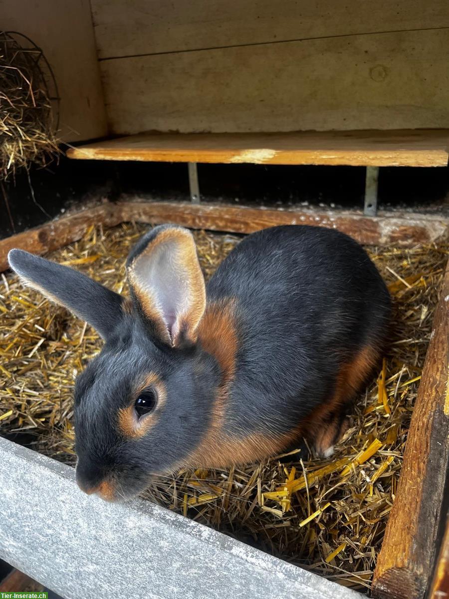 Bild 4: Blau-Loh-Kaninchen, handzahm, aus liebevoller Zucht