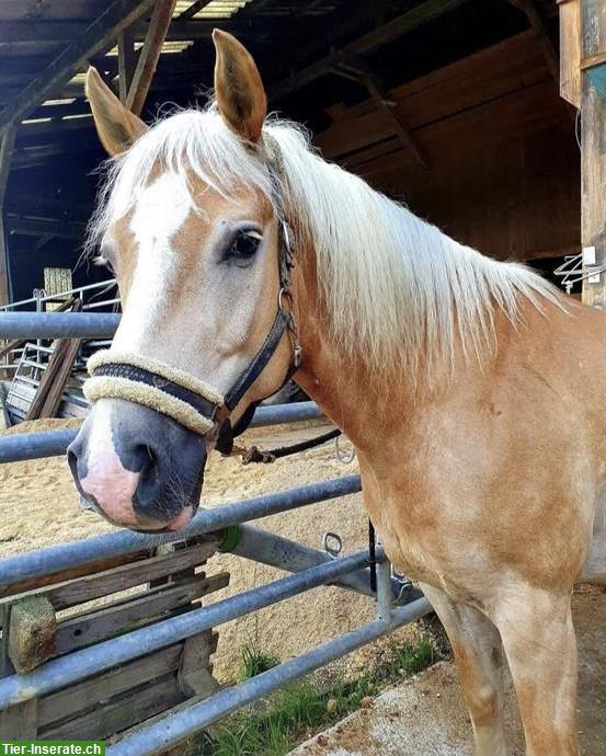 Haflinger Wallach zu verkaufen, Freizeit, Western/Englisch