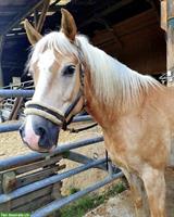 Haflinger Wallach zu verkaufen, Freizeit, Western/Englisch