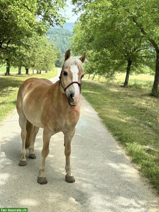 Bild 2: Haflinger Wallach zu verkaufen, Freizeit, Western/Englisch
