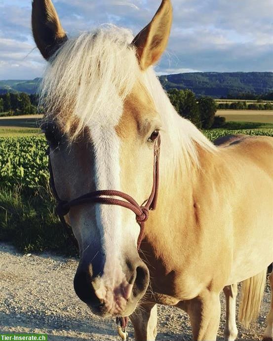 Bild 3: Haflinger Wallach zu verkaufen, Freizeit, Western/Englisch