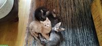 Junge Maine Coon Kitten zu verkaufen
