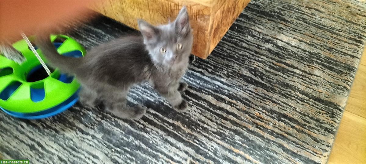 Bild 2: Junge Maine Coon Kitten zu verkaufen