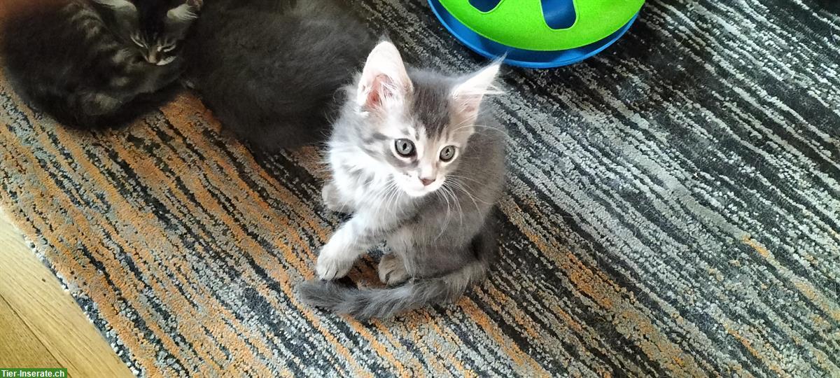 Bild 3: Junge Maine Coon Kitten zu verkaufen