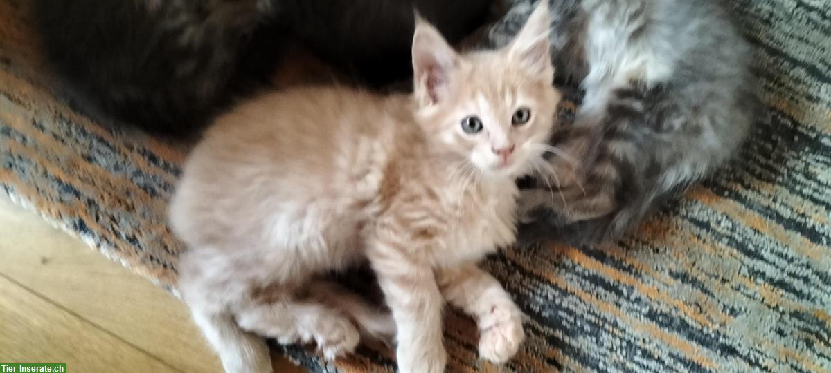 Bild 4: Junge Maine Coon Kitten zu verkaufen