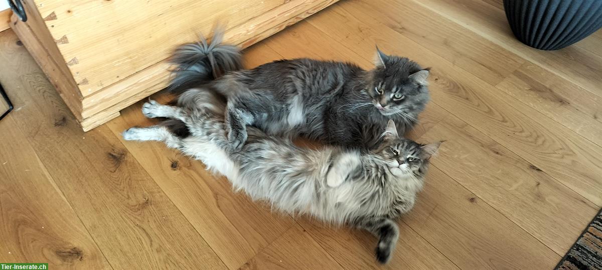 Bild 5: Junge Maine Coon Kitten zu verkaufen