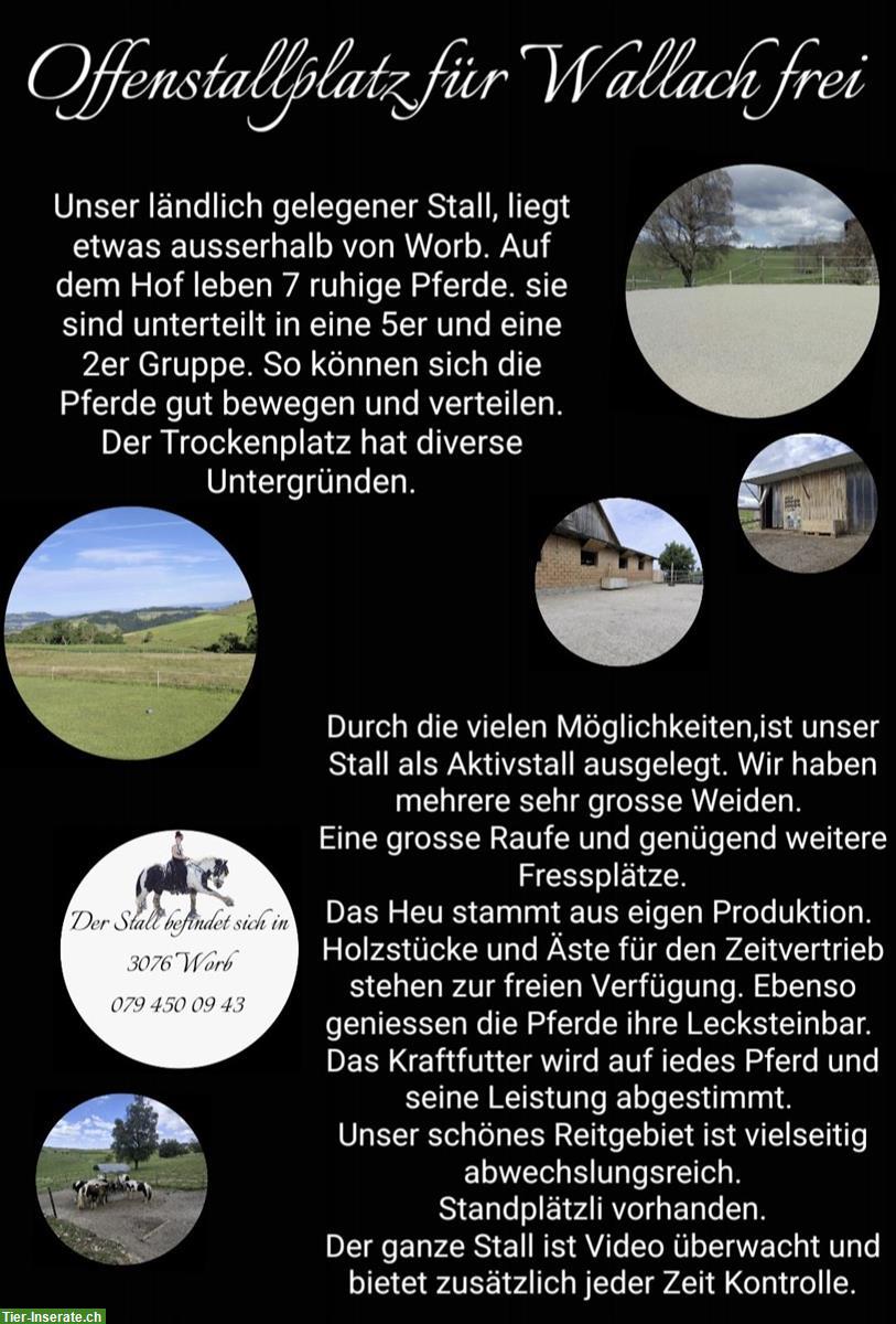 Pferdepension: Platz frei für Wallach bis 160cm, Worb BE
