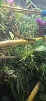 Phelsuma borbonica (Grüner Berggecko) zu verkaufen