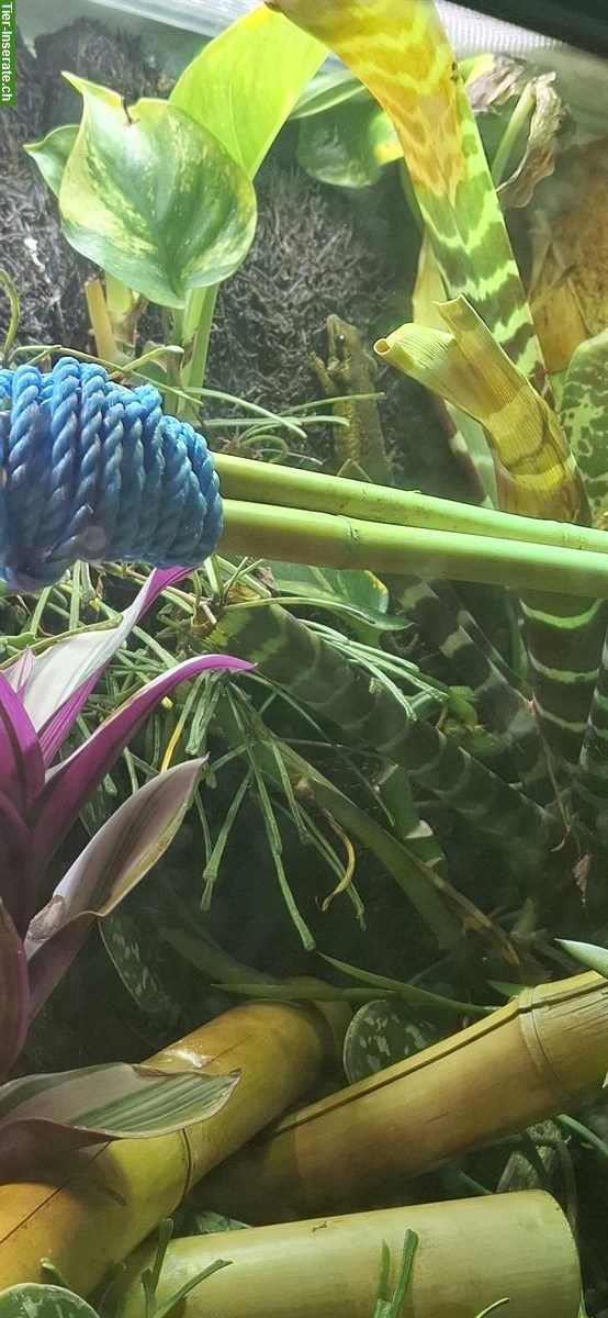 Bild 2: Phelsuma borbonica (Grüner Berggecko) zu verkaufen