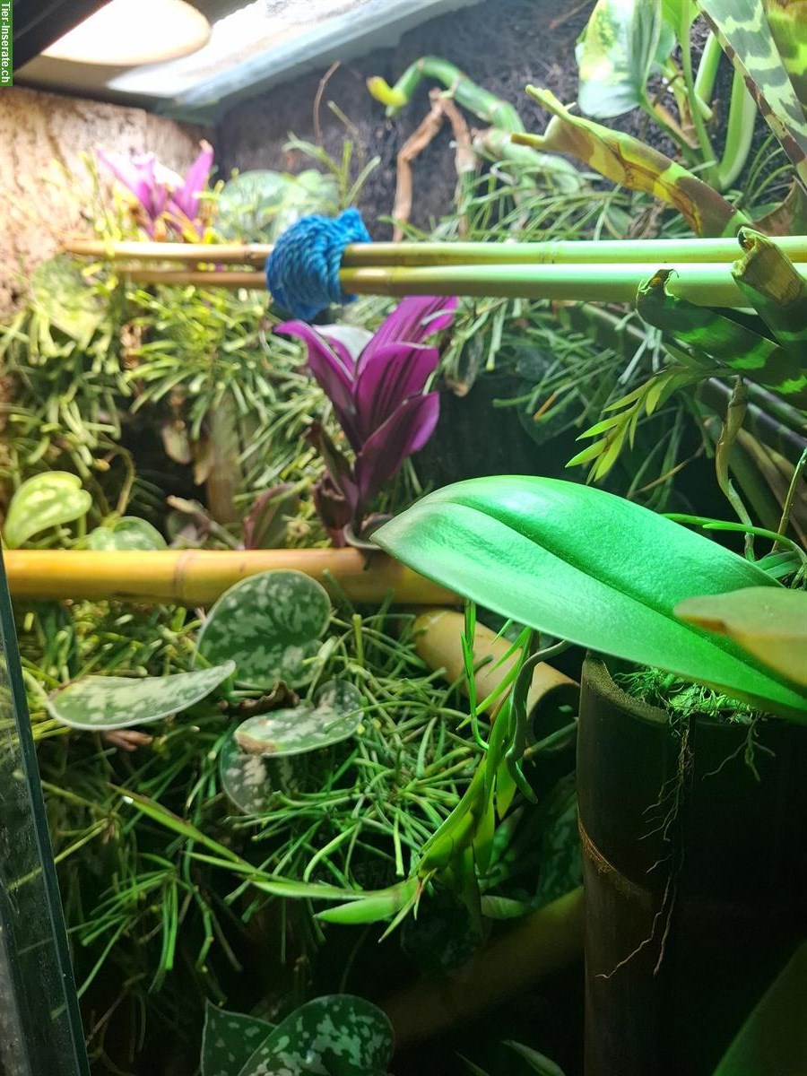 Bild 4: Phelsuma borbonica (Grüner Berggecko) zu verkaufen