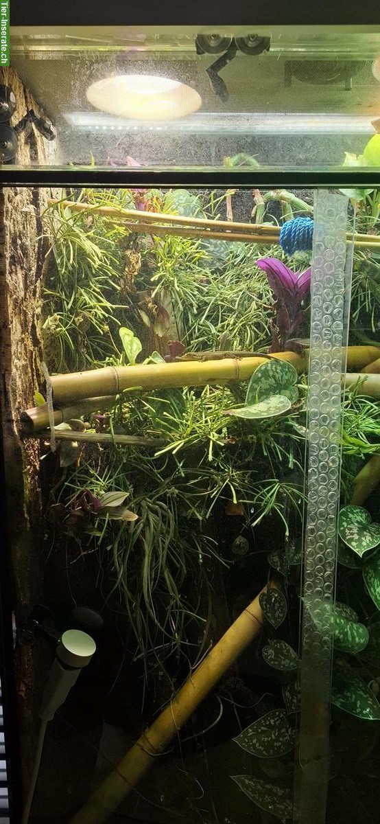 Bild 5: Phelsuma borbonica (Grüner Berggecko) zu verkaufen