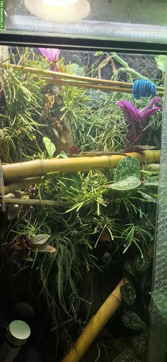Bild 6: Phelsuma borbonica (Grüner Berggecko) zu verkaufen