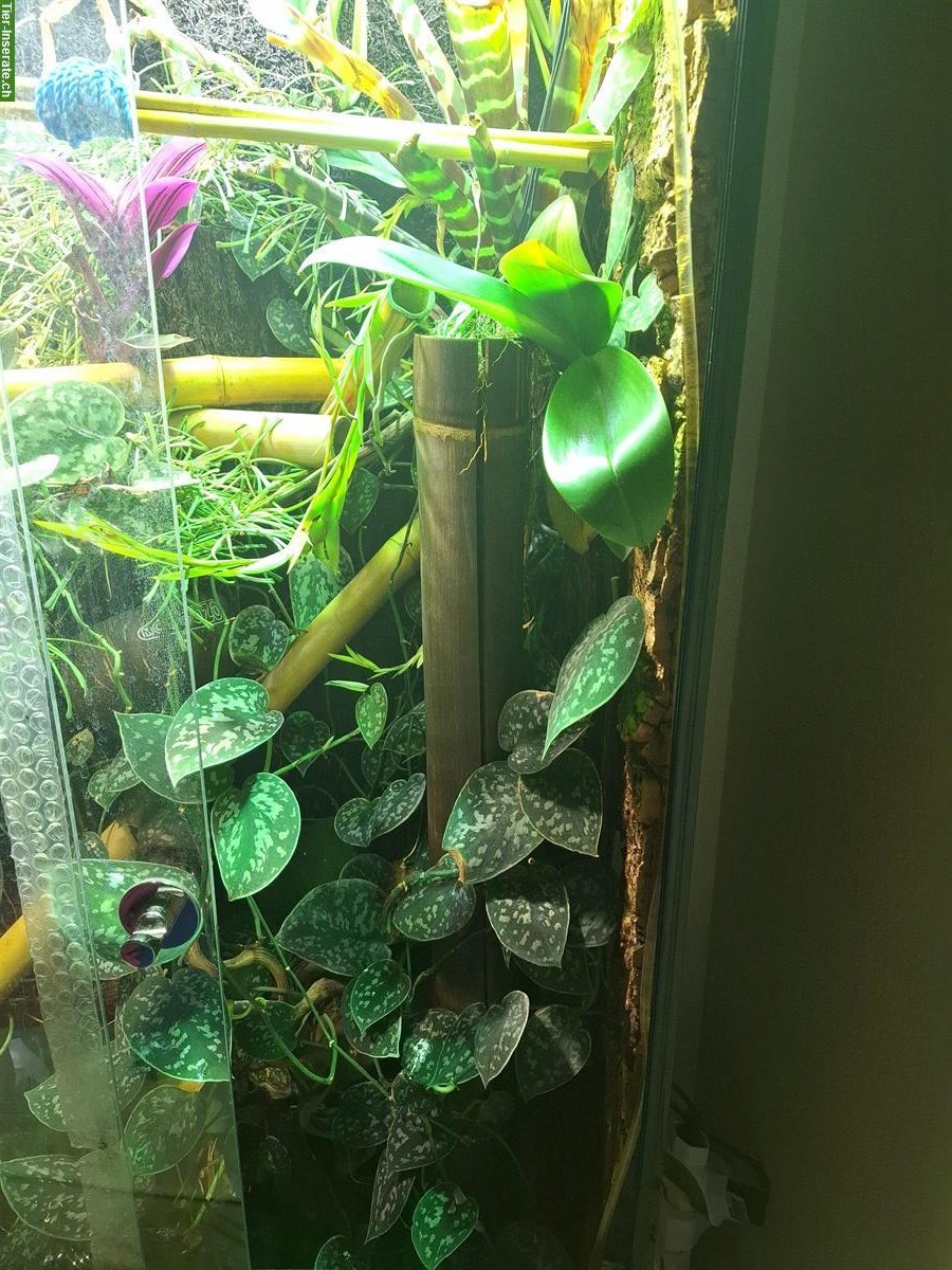 Bild 7: Phelsuma borbonica (Grüner Berggecko) zu verkaufen